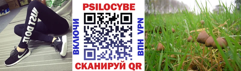 Купить закладки  Тосно  Псилоцибиновые грибы Cubensis 